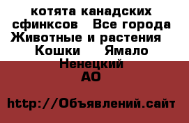 котята канадских сфинксов - Все города Животные и растения » Кошки   . Ямало-Ненецкий АО